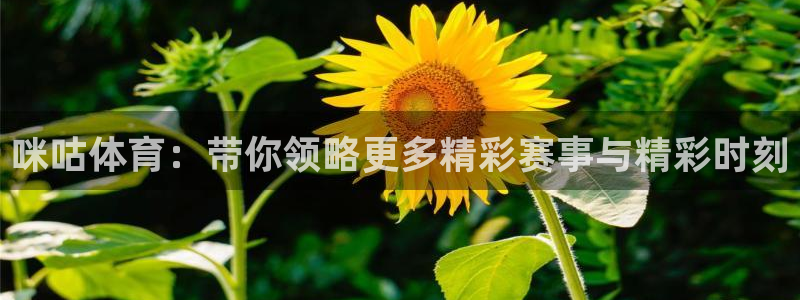 咪咕体育：带你领略更多精彩赛事与精彩时刻