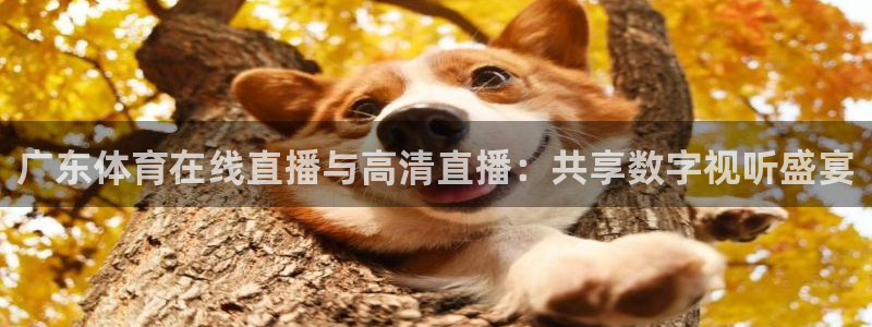 广东体育在线直播与高清直播：共享数字视听盛宴